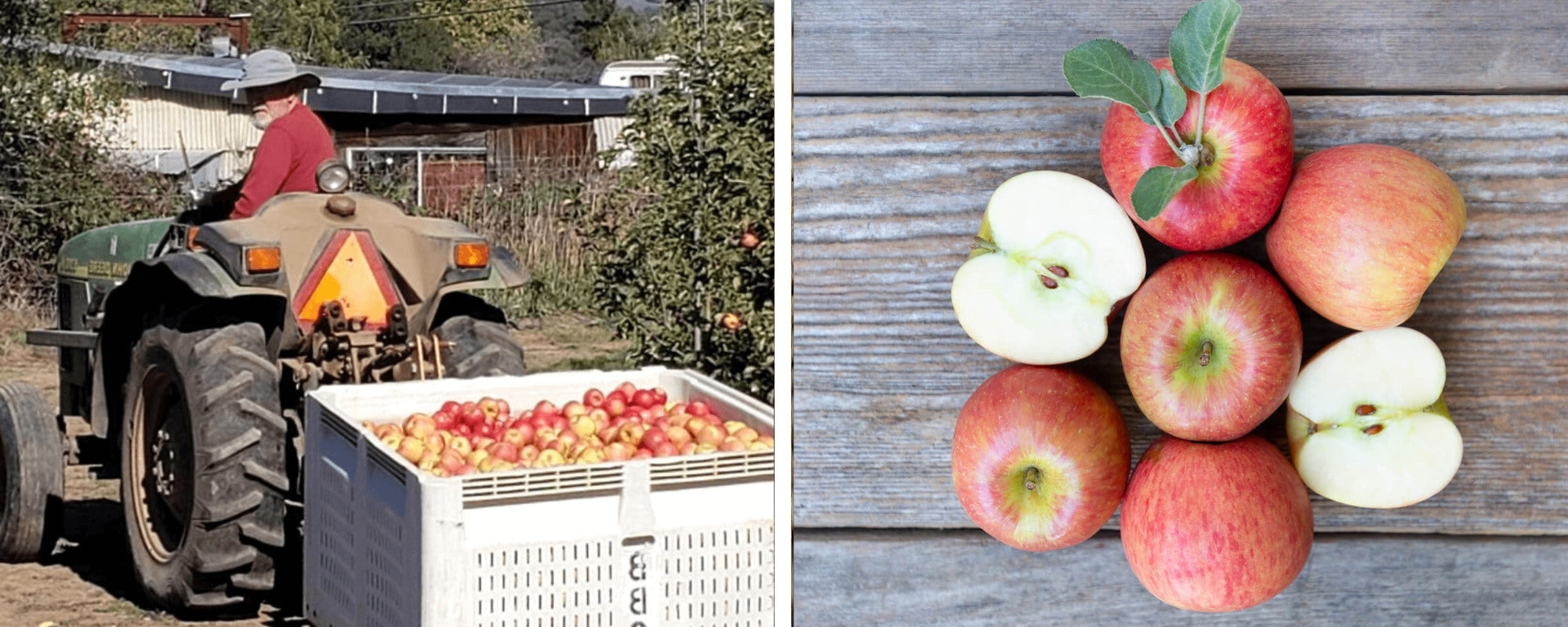 Bill on Tractor w apple trailer