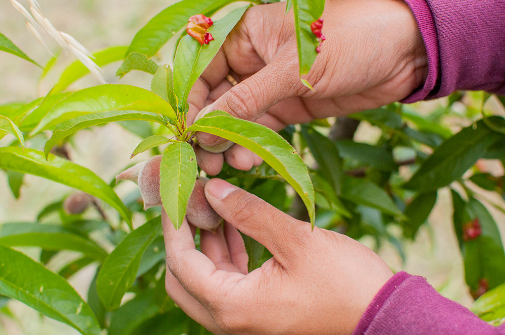 A close up image of a hand, picking small fruit off a tree with bright green foliage.