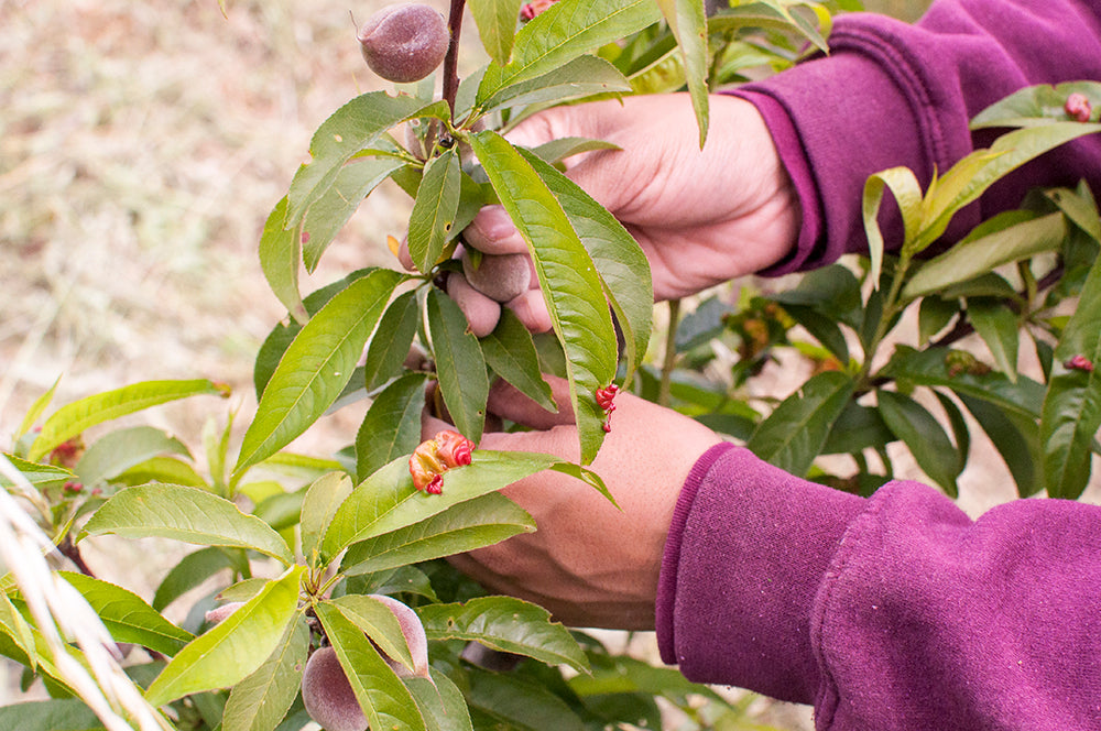 Thinning a young tree