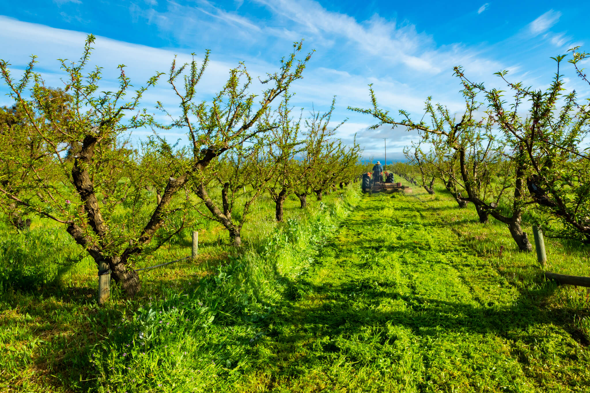 A landscape image of our vibrant orchard, covered in lush green cover crops