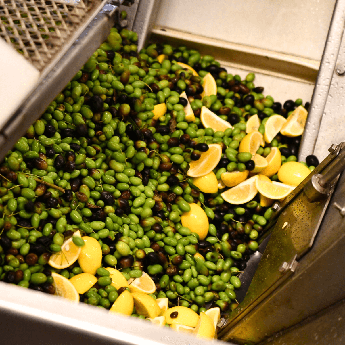 A close up of whole, green and dark olives and slices of lemons in a olive oil mill.
