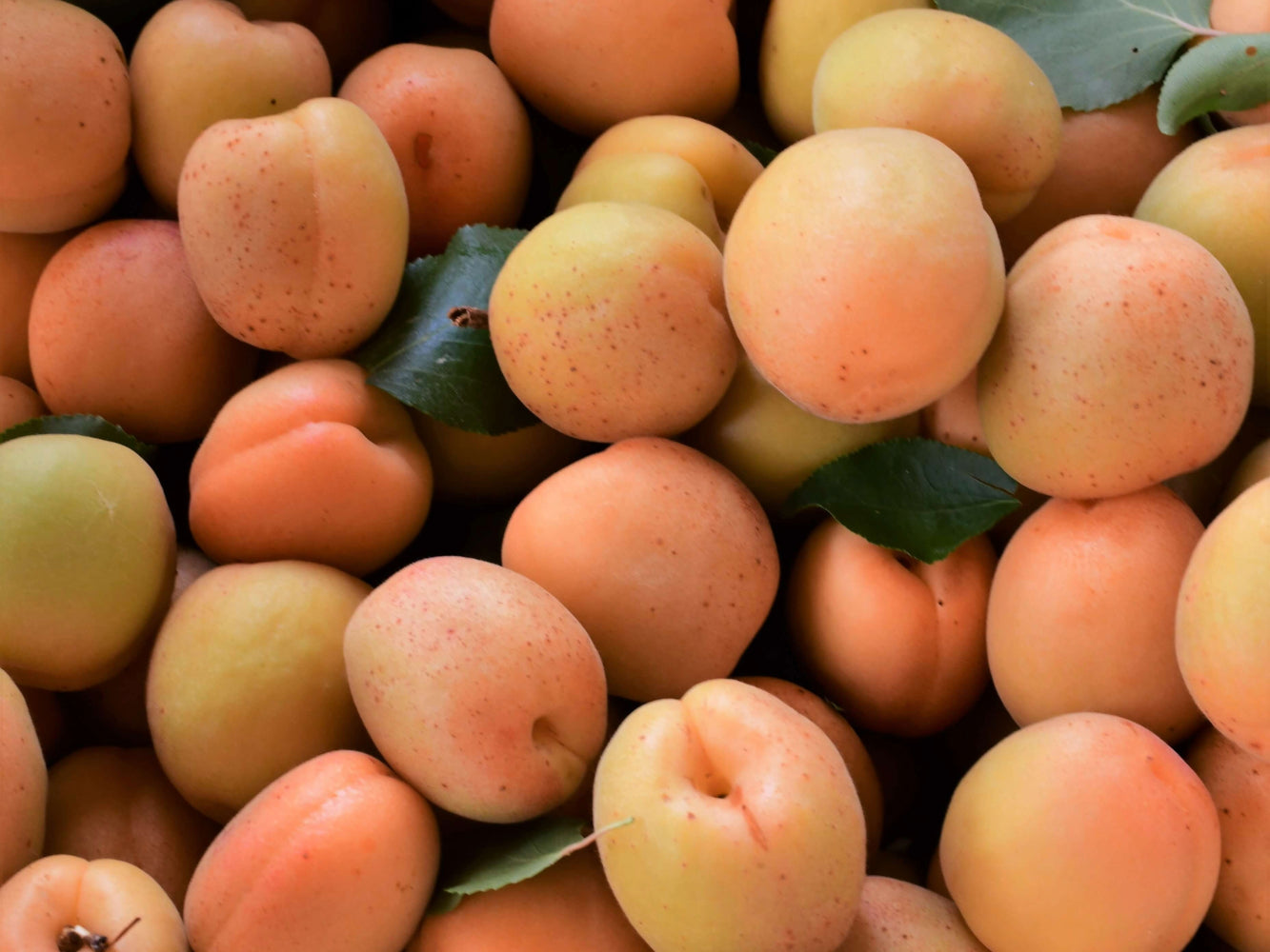 A close up image of a pile of Apache Apricots that are various hues of orange.