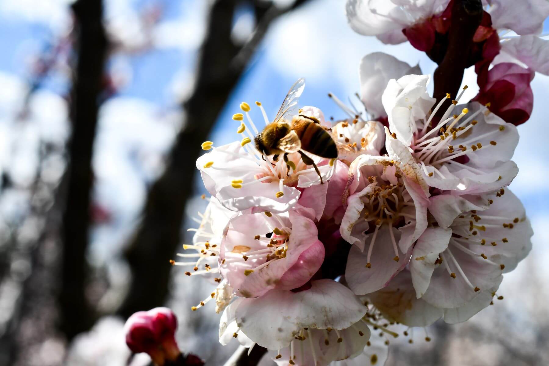 Apache Apricot 