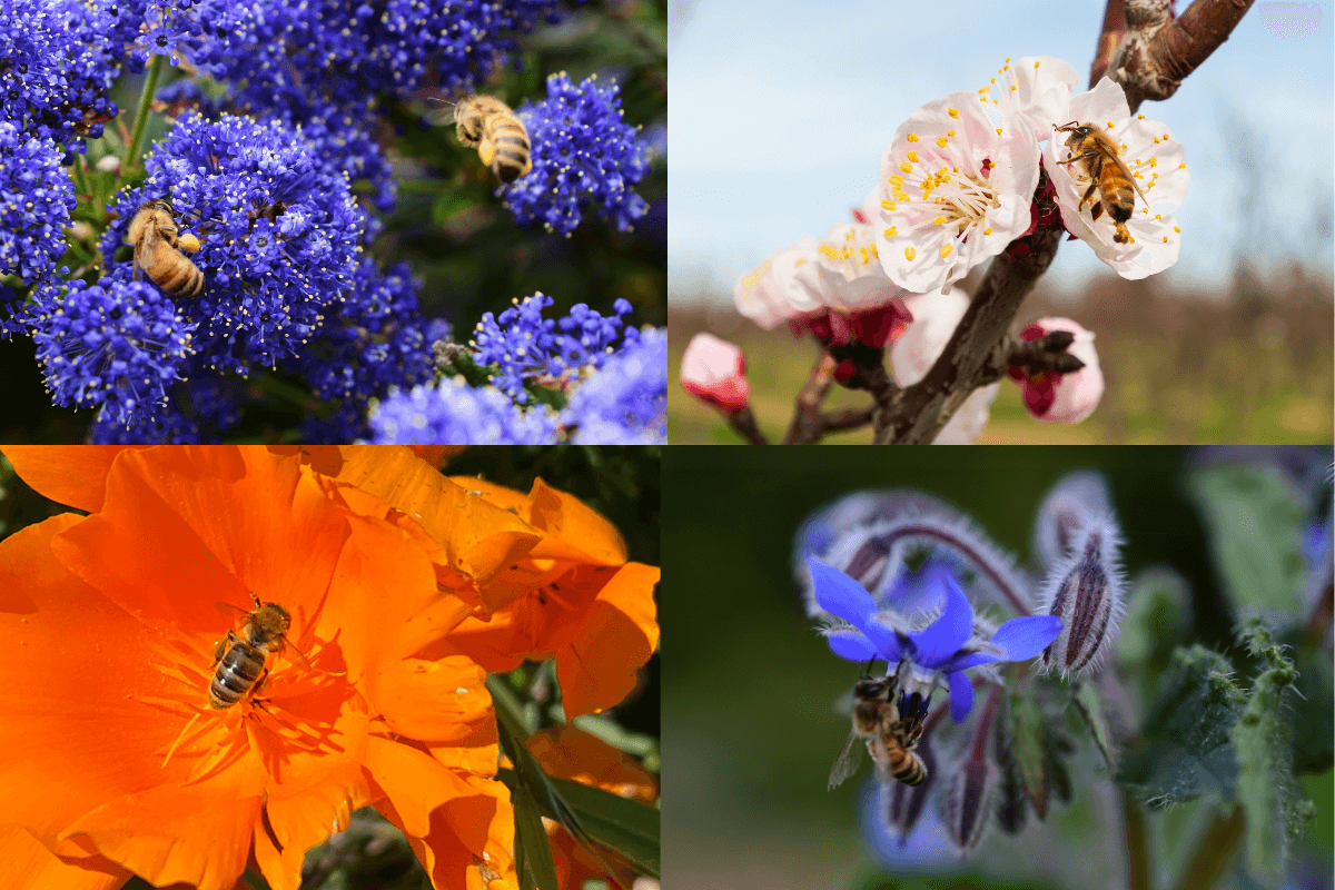 A collage of four images, each one a close up of a different native flower with a honey bee on it.