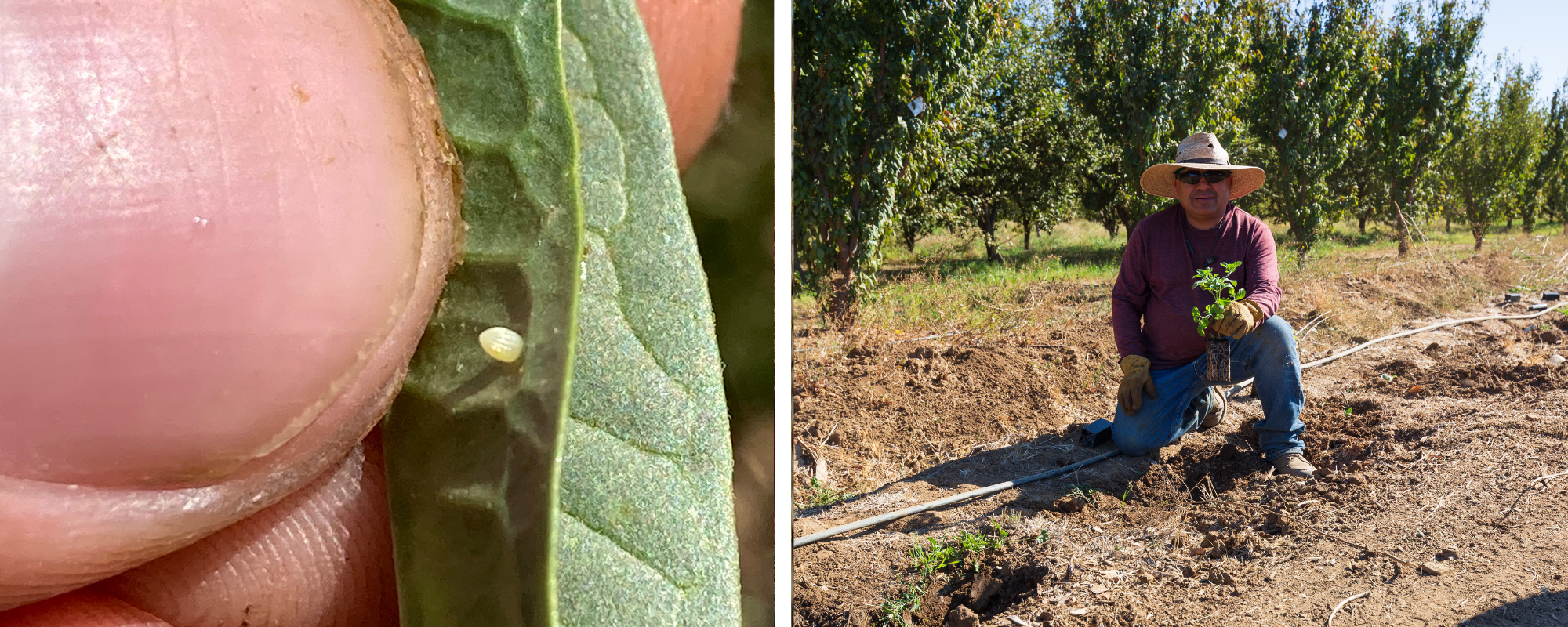 monarch egg and habitat plants