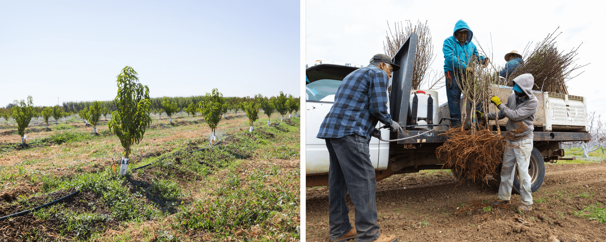 new orchard and spraying roots