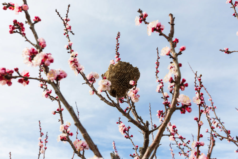 A landscape image of the branches of a blooming cherry tree with pink flowers against a blue sky, and a beehive in the center of the branches.