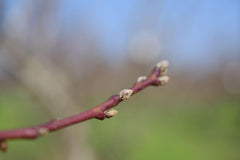 First Bud Swell on Peaches