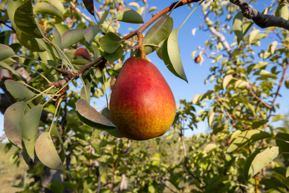 A close up image of a vibrant red and green pear hanging from a tree with green leaves in the background.