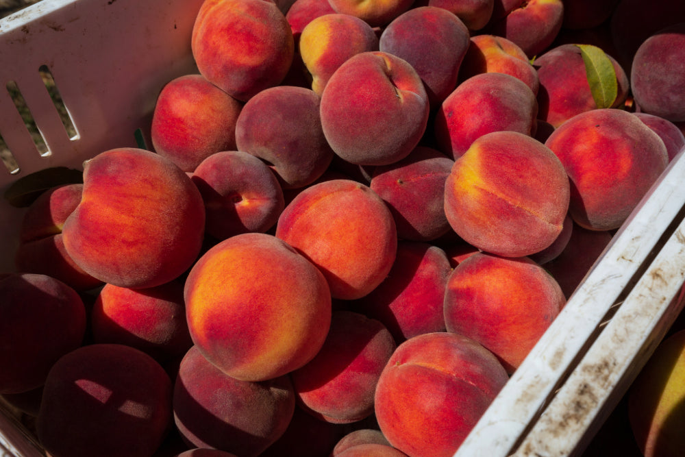 A close up image of fuzzy Cal Red peaches that are vibrant hues of orange, red and yellow, sitting in a white bucket.