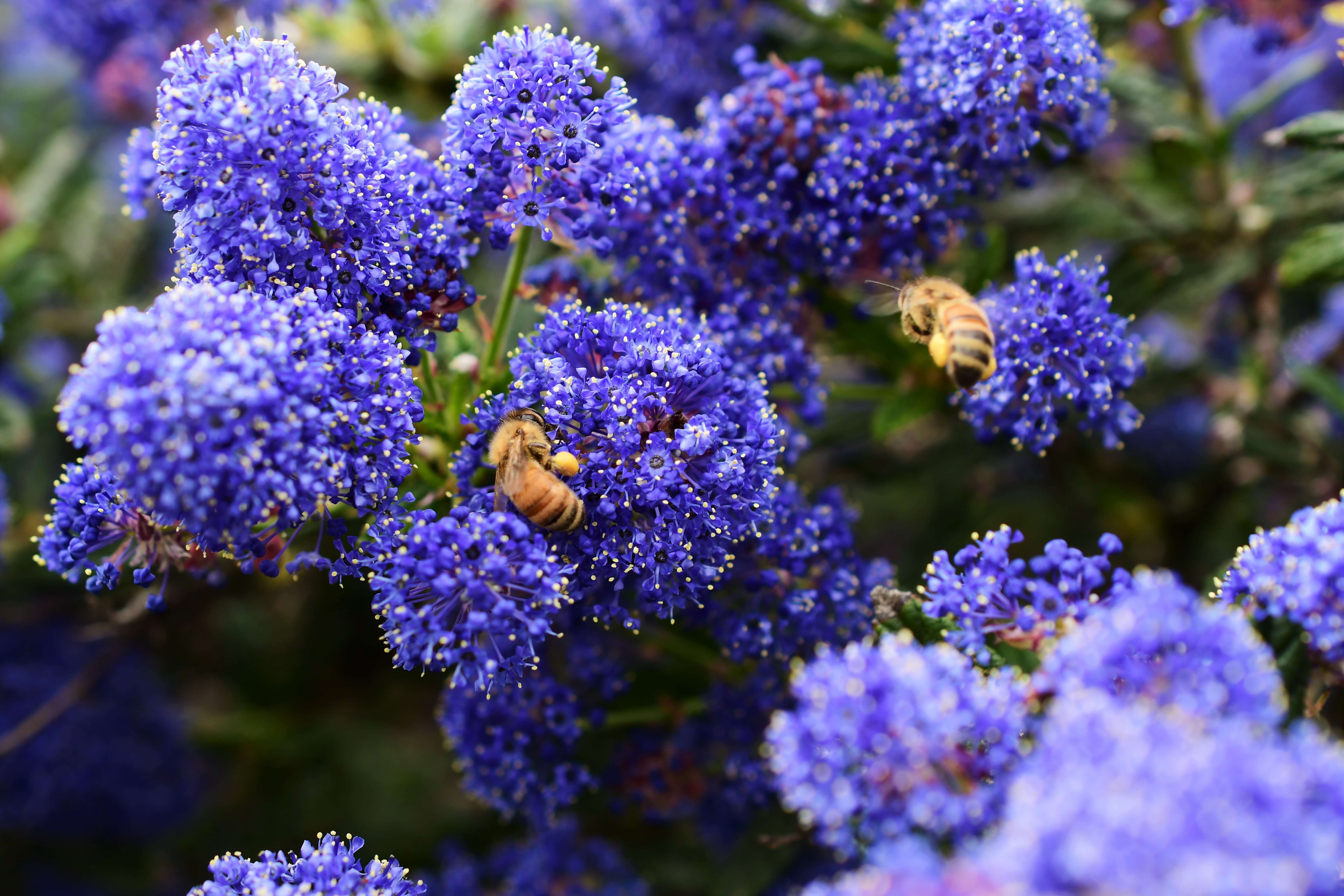 A close up image of purple California Lilac flowers with two honey bees on them.