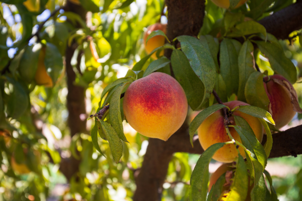 A close up of a peach hanging from a tree, that is bright yellow and red in color.