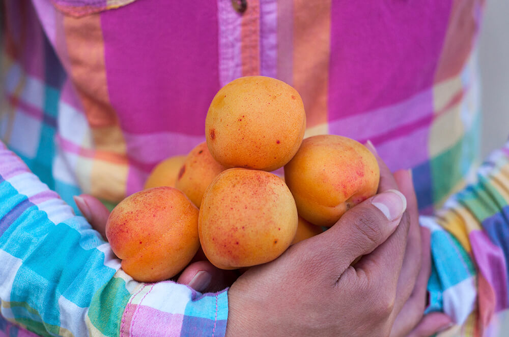 A close up image of a person wearing a vibrant flannel, carrying a bunch of fresh, bright orange apricots in their arms.