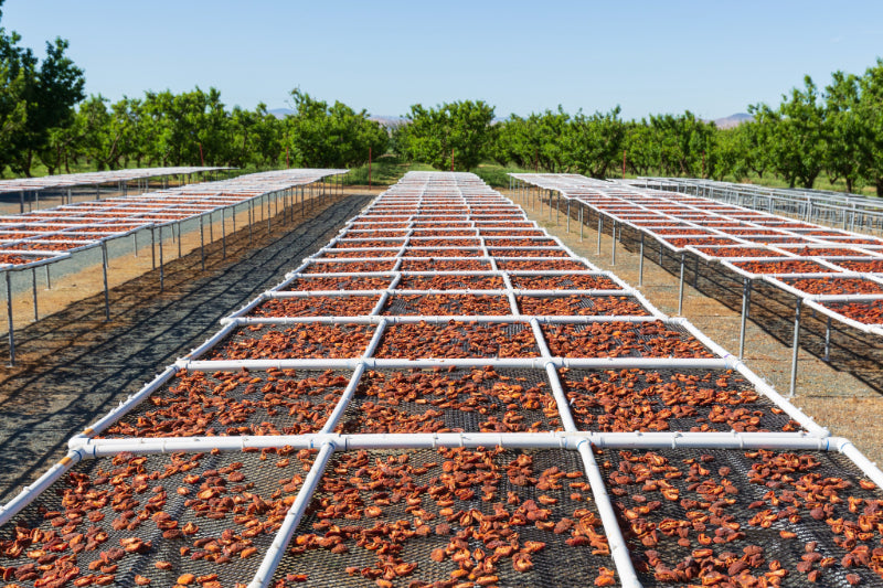 An outdoor drying rack filled with colorful slices of dried fruit, drying under the sunlight.