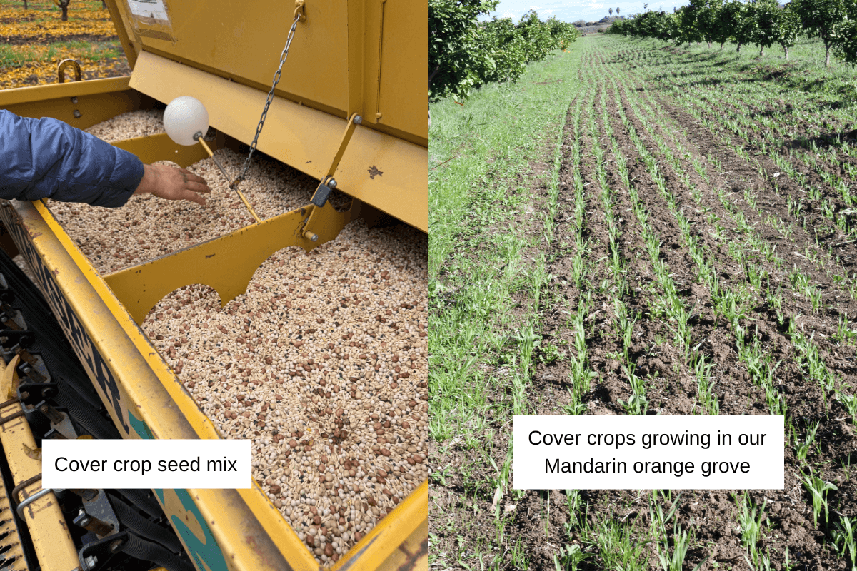 Two side-by-side images, on the left with a caption that says"Cover crop seed mix" and the right that says "Cover crops growing in our Mandarin orange grove".