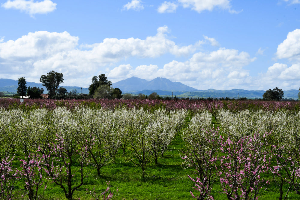 A landscape image overlooking the Frog Hollow orchard, with trees blossoming and the peaks of Mt. Diablo in the background.