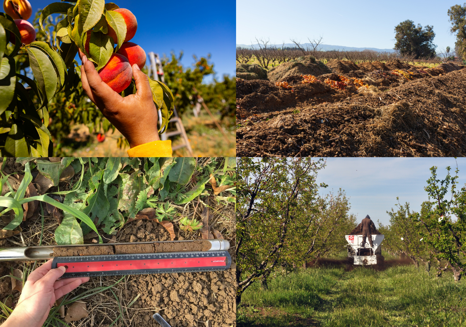 A four image grid: Top right is a hand picking peaches, top right is a compost pile, bottom left is a soil sample, bottom right is a of a truck spreading compost in the orchard.