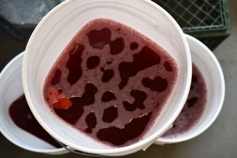 An image of three white buckets full of dark red fruit juice liquid.