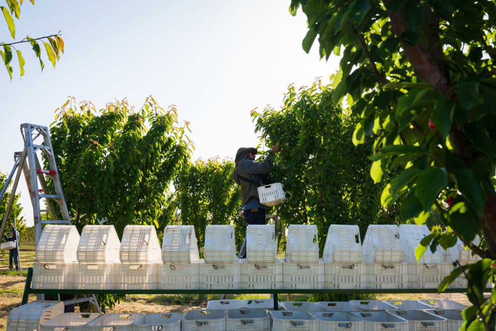 A landscape image of a field of fruit trees, with a farmworker picking front by hand, and several white baskets in the foreground ready to hold the picked fruit.