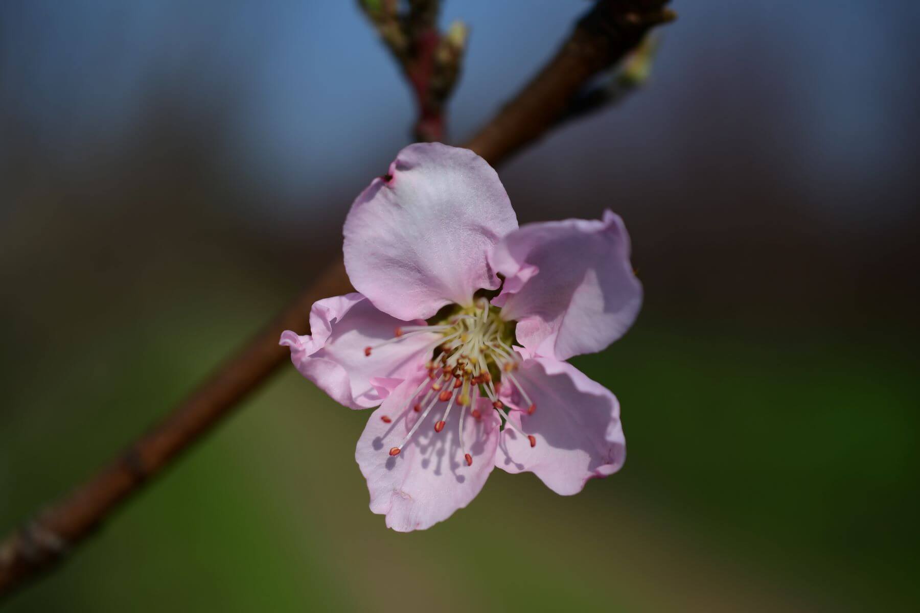 June Glo Nectarine