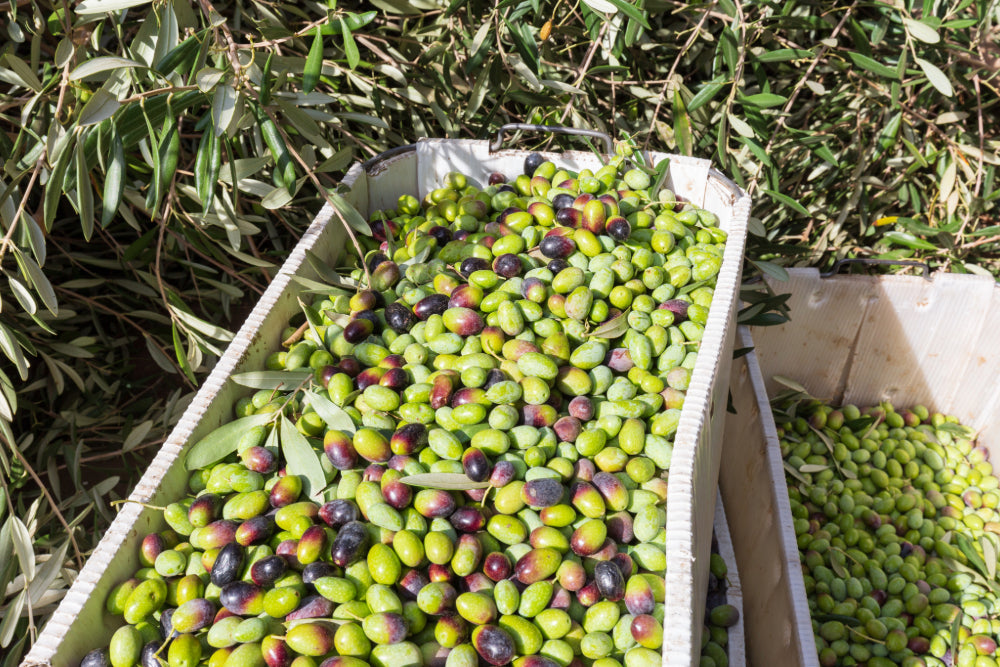 A close up image of a basket full of freshly harvested olives that are ligh green and dark purple in color.