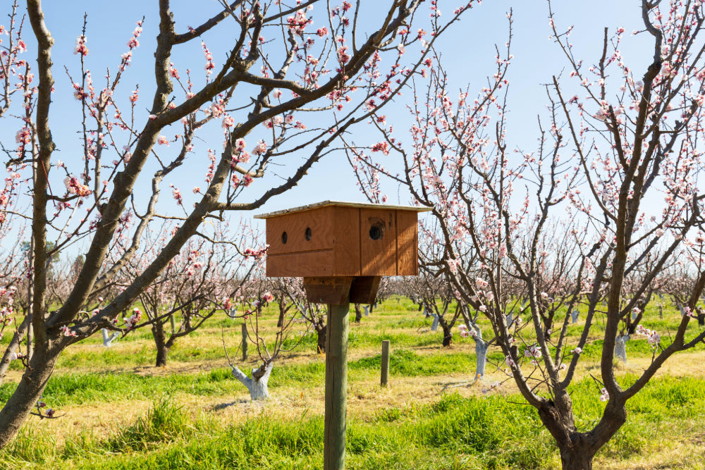 An idyllic landscape image of an orchard in bloom with pink flowers on the trees, and a wooden box on a pole in the foreground.