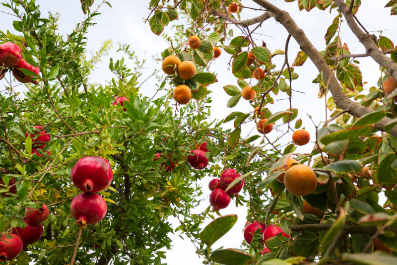 A close up of two fruit trees with bright green leaves. The one on the left has bright pink pomegranates and the one on the right has orange persimmons hanging from the branches.