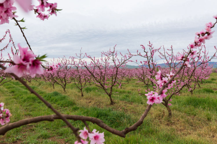 A scenic orchard with vibrant green grass and bright pink blossoms covering the trees.