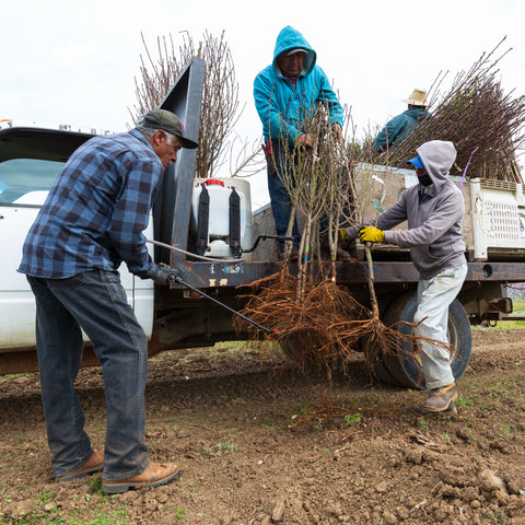 Team spraying beneficial bacteria on roots