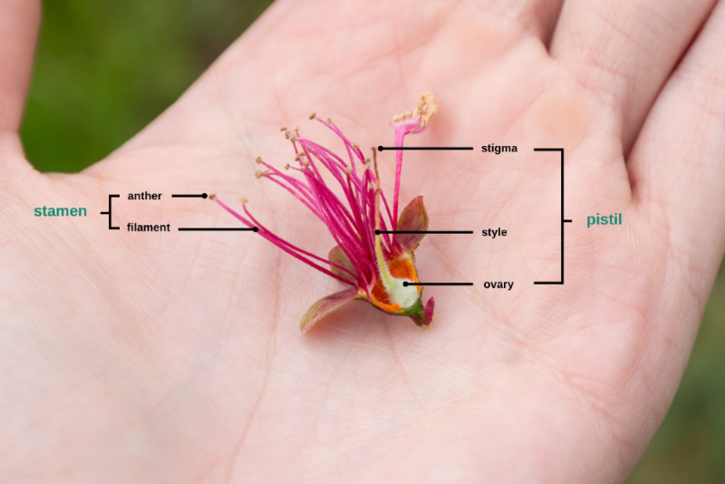 A close up diagram of the inside of a peach blossom, labeled with the "stamen", "anther", "filament", "stigma", "style", "ovary" and "pistil".