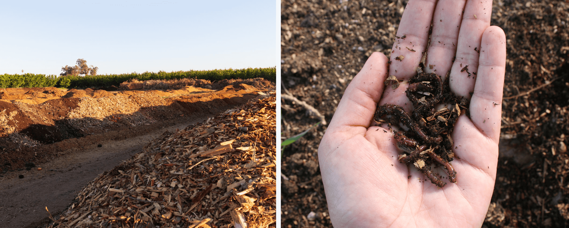 compost windrows and a hand w compost in it