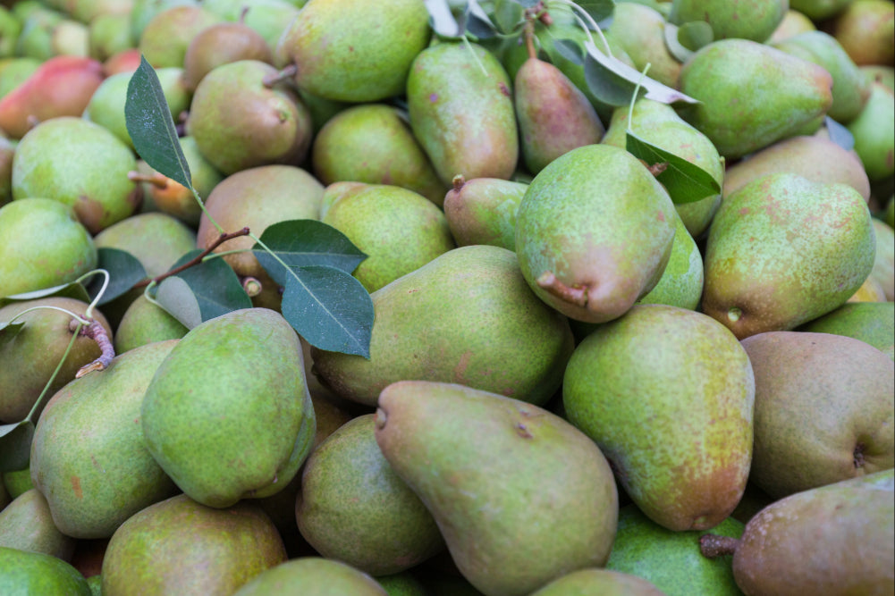 A close up image a dozens of light green Warren Pears in a bucket.