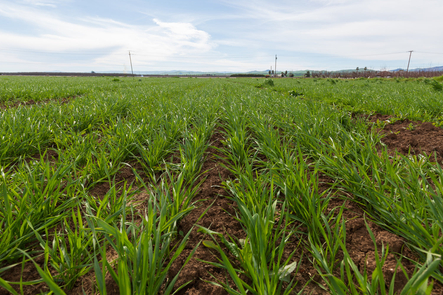 Wheat growing in the field