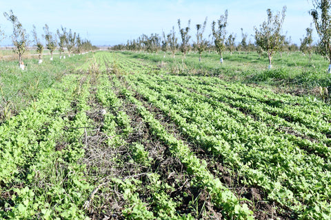 Almond orchard cover crops