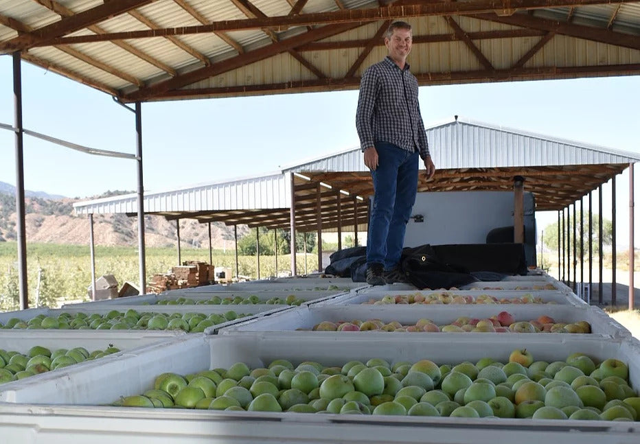 An image of several bins of different colored apples, with a man smiling in the background.