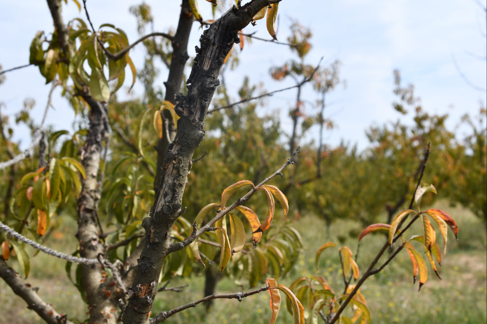 A close up image of a dead, brown tree branch, set against the background of an orchard and blue sky.