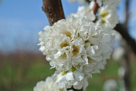 Organic Cherry Blossoms