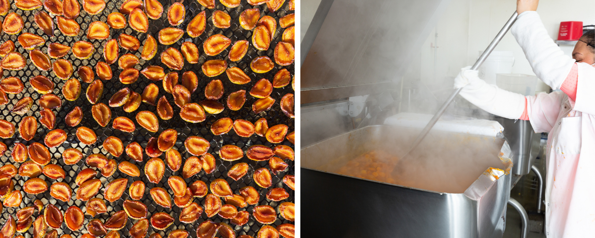 Two images side by side showing Emerald Beaut plums laying to dry and staff making apricot conserve