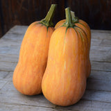 Mini Butternut Squash (Honeynut)
