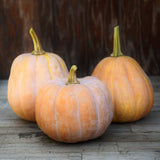 Organic Koginut Squash (Robin's)