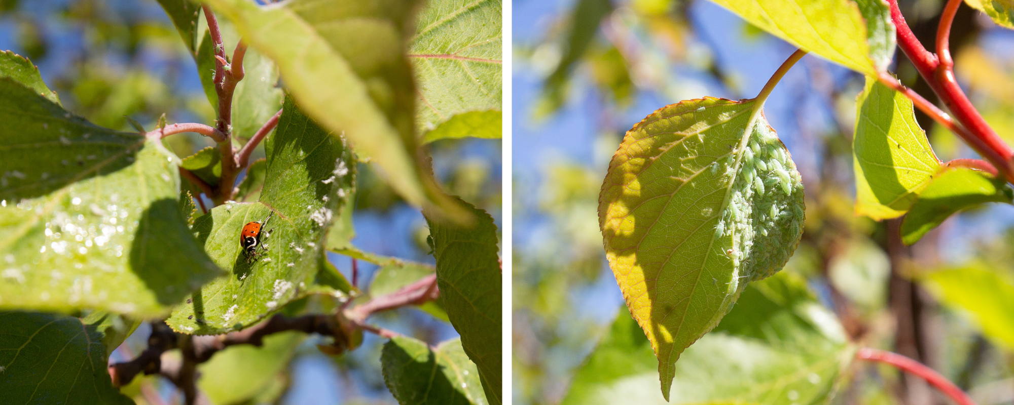 L: Ladybug and dead aphids on a leaf ; R: live aphids on apricot leaf