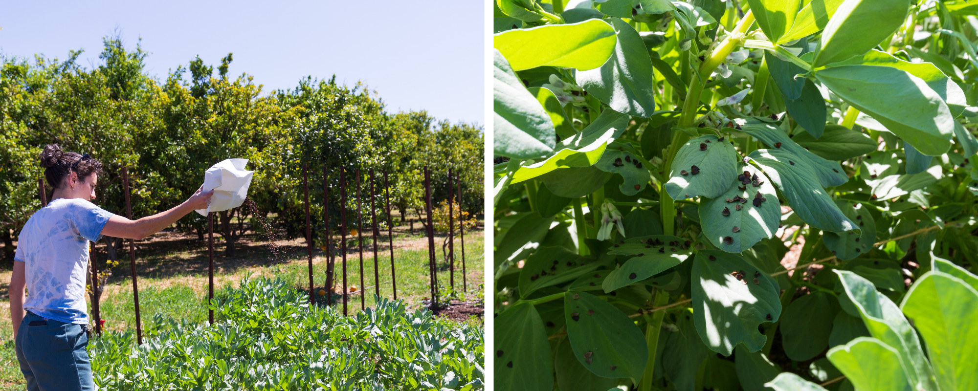 L: Rachel releasing lacewing larvae; R: lacewing larvae in their cocoons on our fava plants