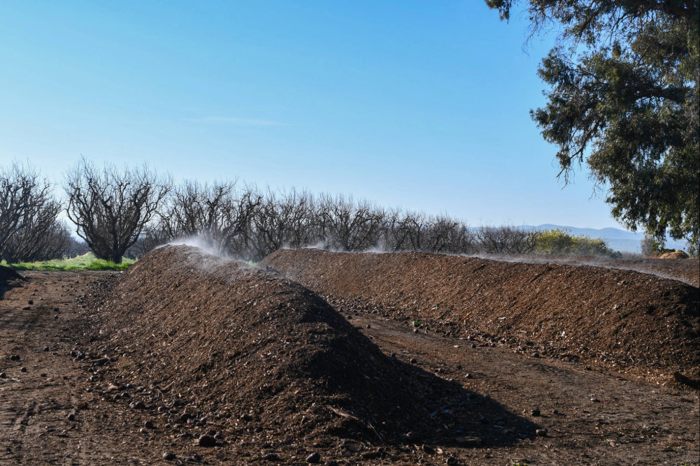 A steaming pile of rich brown compost, set against a background of a blue sky and dormant orchard trees.